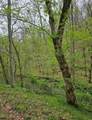 1247 Rocky Branch Road - Photo 4