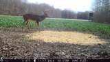  Flagdale - Photo 11