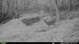 53320 County Road 425 - Photo 38