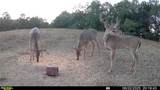53320 County Road 425 - Photo 39