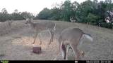 53320 County Road 425 - Photo 40