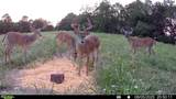 53320 County Road 425 - Photo 42