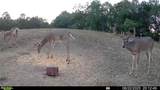 53320 County Road 425 - Photo 43
