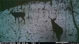 37500 Goose Run Road - Photo 47