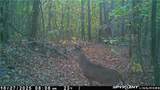 37500 Goose Run Road - Photo 50