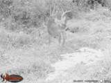 41298 Pleasant Ridge Rd - Photo 41