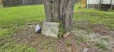 517 Dewitt Street - Photo 3