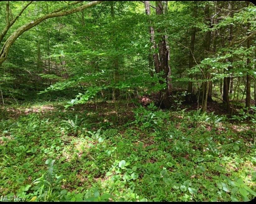  6 Ac Wolf Creek - Photo 1
