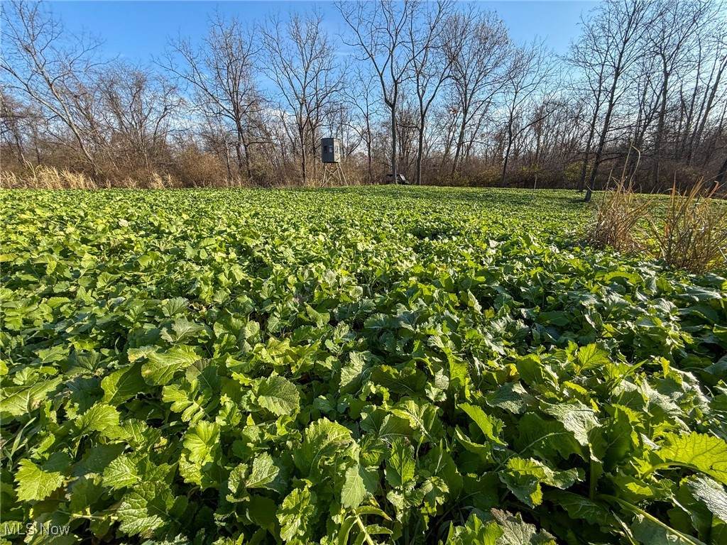 0 Homestead - Photo 1