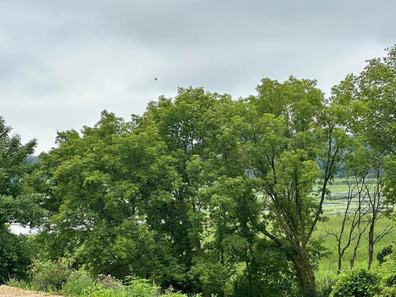 TBD County Road 43 - Photo 1