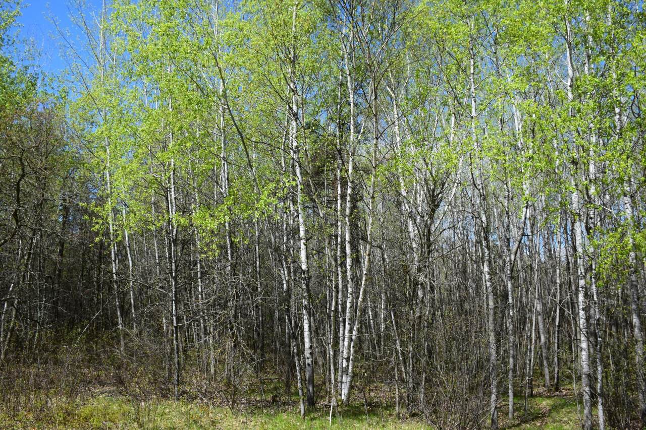 TBD Foxtail Lane - Photo 1