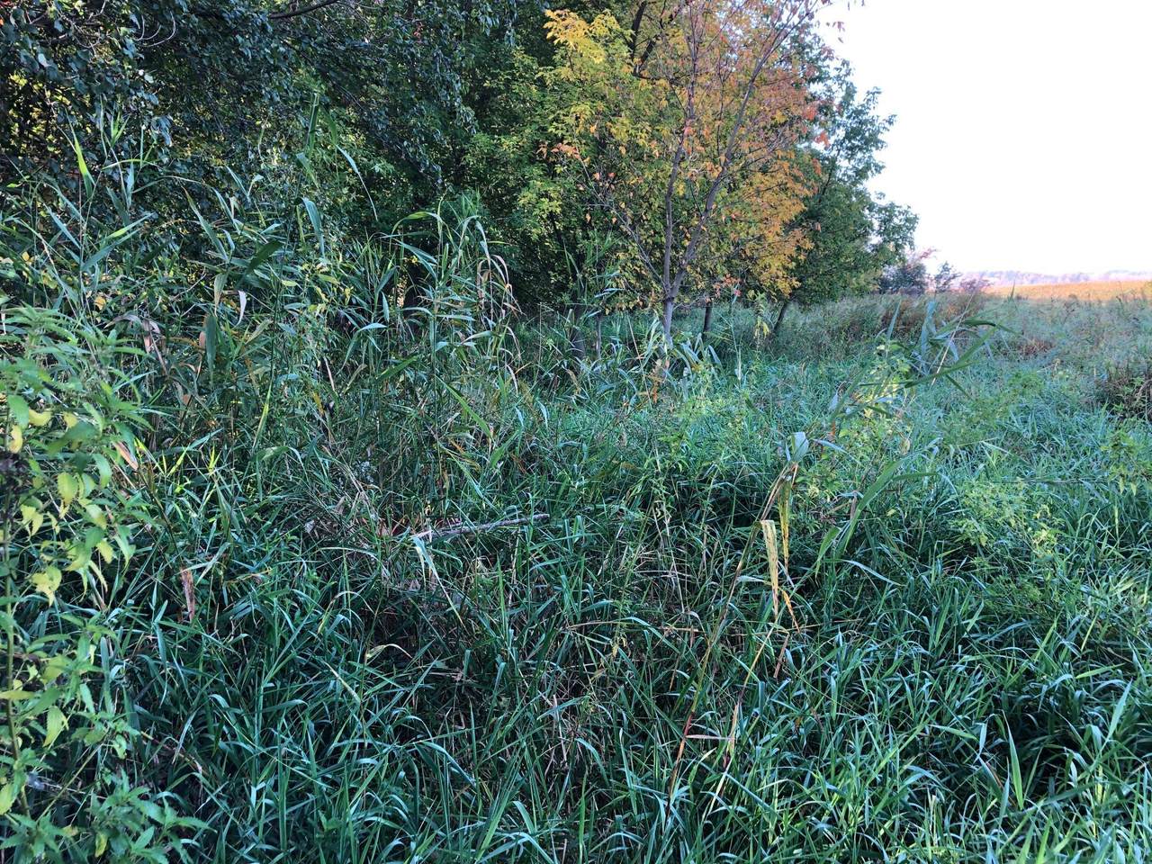TBD Basil Road Road - Photo 1