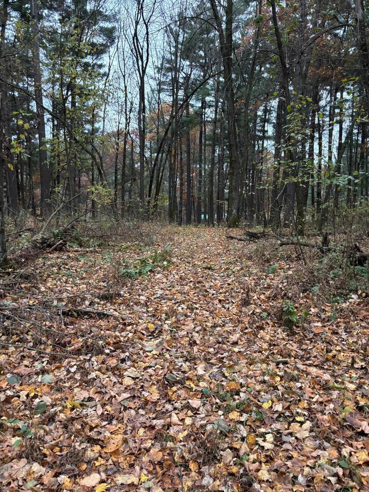 38xxx Jivaro Street - Photo 1