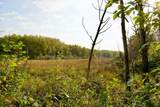 21.8 Acres Hwy 371 - Photo 10