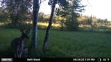51339 350th Street - Photo 24