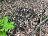 TBD Crust Road - Photo 6
