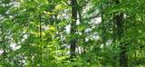 8565 Bear Island Landing - Photo 23