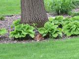 6921 Bluff Lane - Photo 93