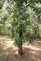 15777 Harness Road - Photo 90