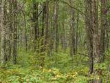 Parcel F Horseshoe Lake Rd - Photo 16