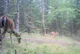 26810 Hart Lake Road - Photo 24