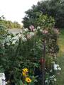 2425 Shore Drive - Photo 43