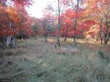 4910 Whitetail Road - Photo 1