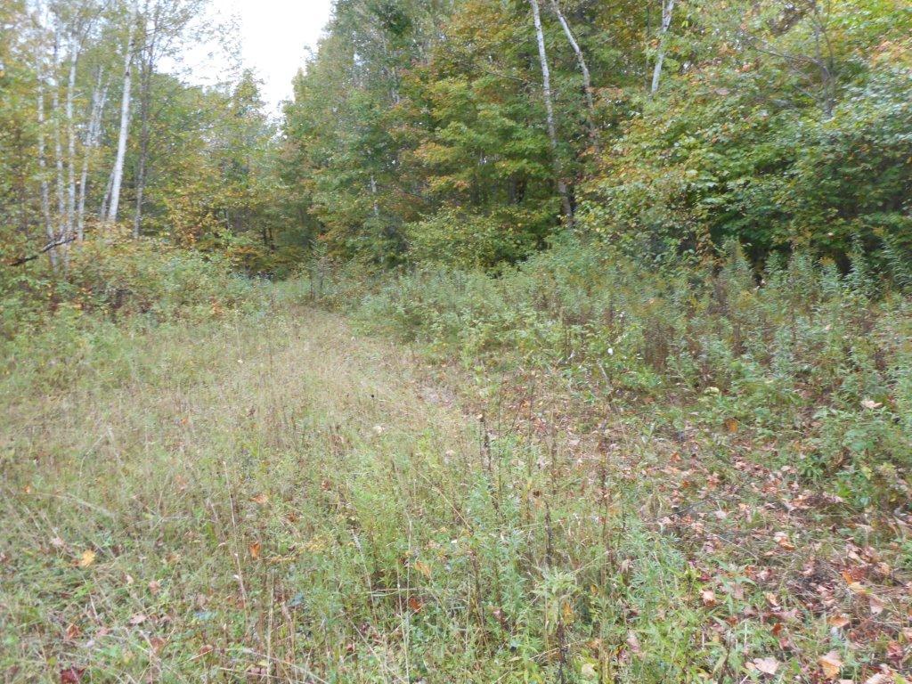 Lot 2 Ole Lake Road - Photo 1