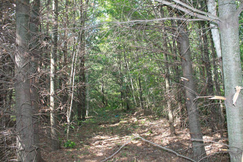 Lot 15 Lofty Pines Road - Photo 1