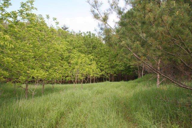TBD Lake Seven Road - Photo 1