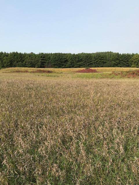 xxxx Pine Bluff (Site15) Rd - Photo 1