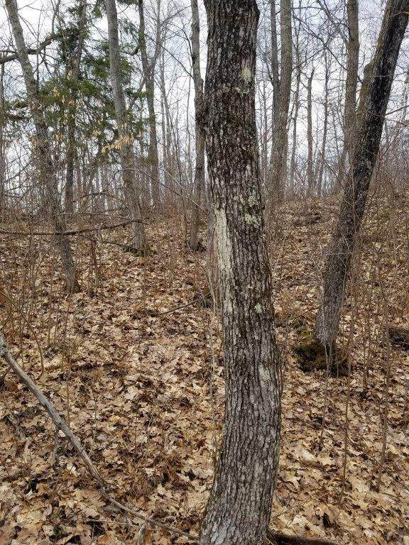 TBD Moose Trail - Photo 1