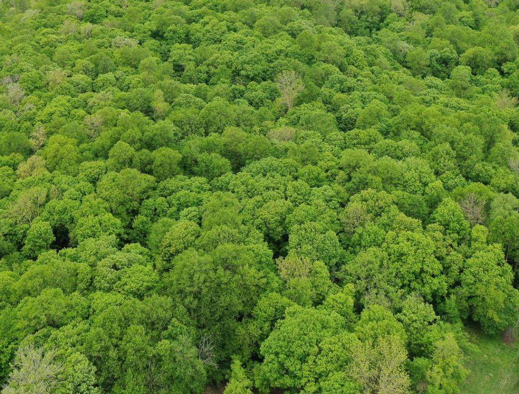 (Lot 10) TBD Rock Lake Road - Photo 1