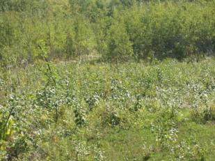 Lot 14 Bluff Creek Trails - Photo 1