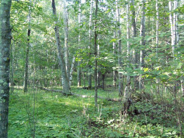 Lot 9 Blk 1 Falling Leaf Trail - Photo 1