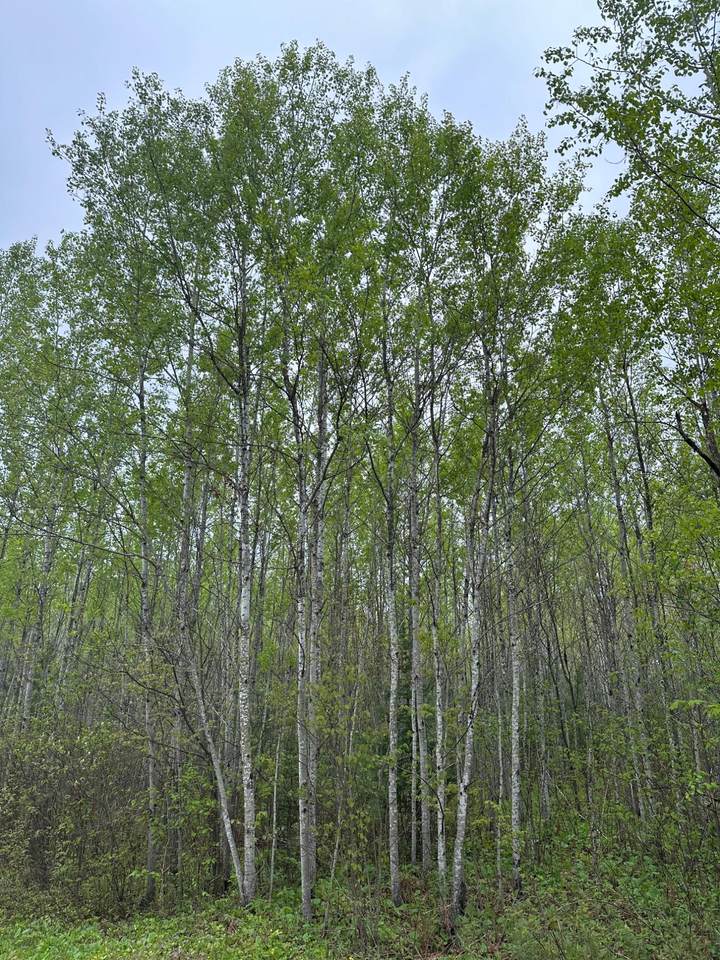 ON Burrows Lake Rd - Photo 1