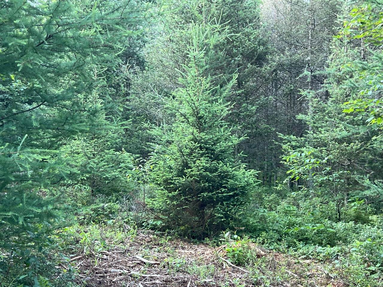 Lt 5 off River Hill Rd - Photo 1