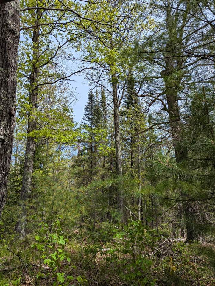 https://bt-photos.global.ssl.fastly.net/northwoods/1280_boomver_1_211338-2.jpg