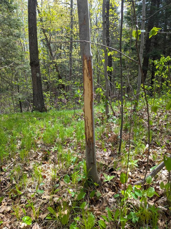 https://bt-photos.global.ssl.fastly.net/northwoods/1280_boomver_1_211338-2.jpg