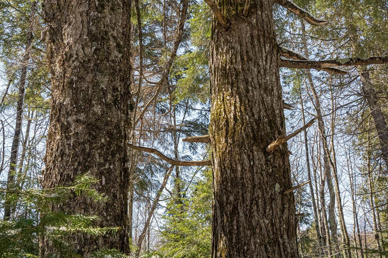 160-acre Pleasant Lake Rd - Photo 1