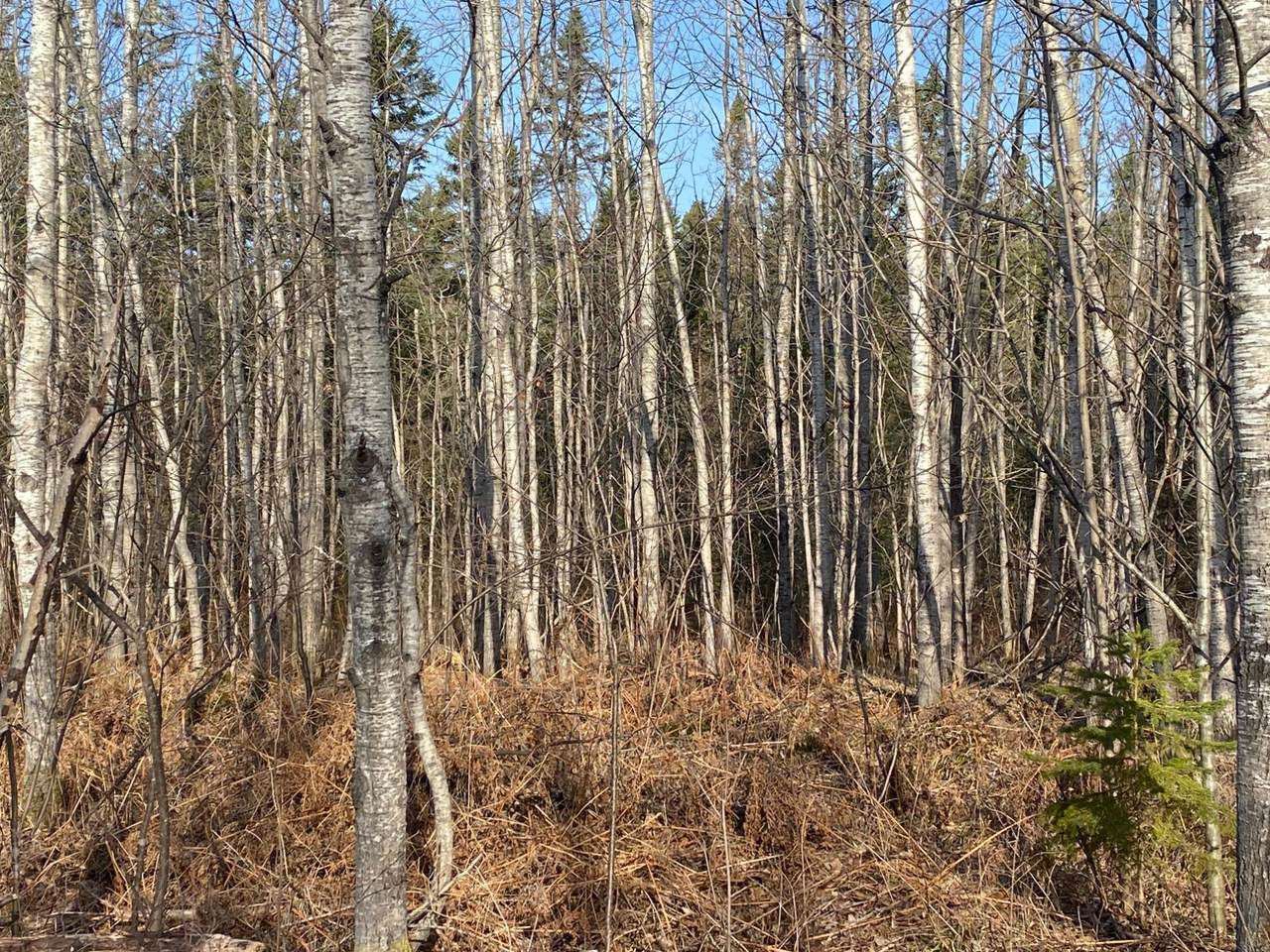 NEAR Maple Rd - Photo 1