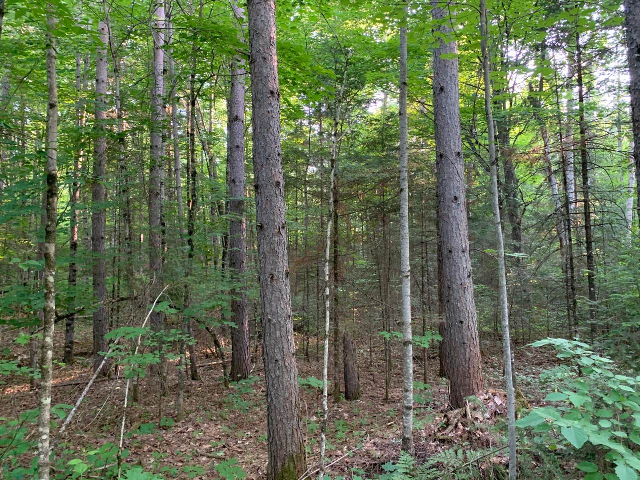 Lot 24 Deer Trail Rd - Photo 1