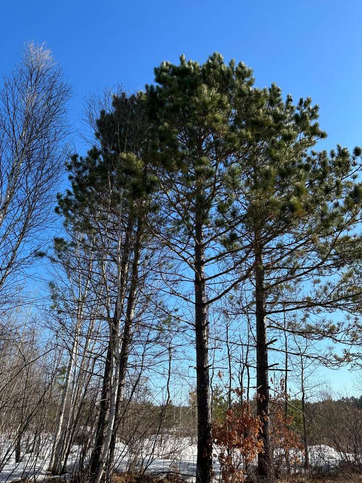 ON Spring Creek Dr - Photo 1