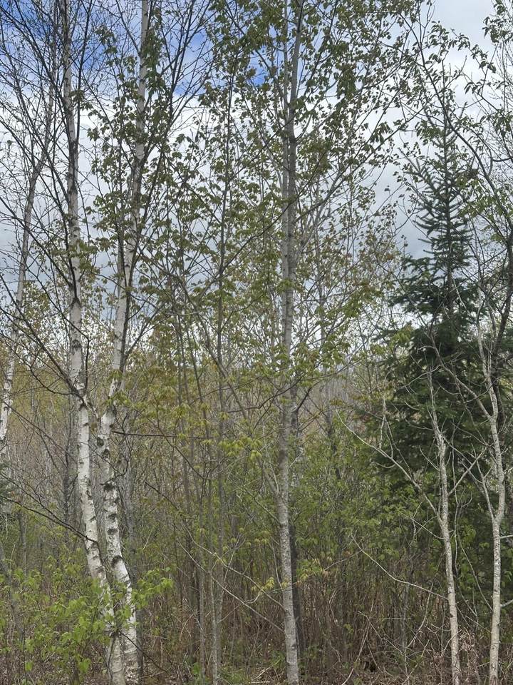 NEAR Camp Nine Rd - Photo 1