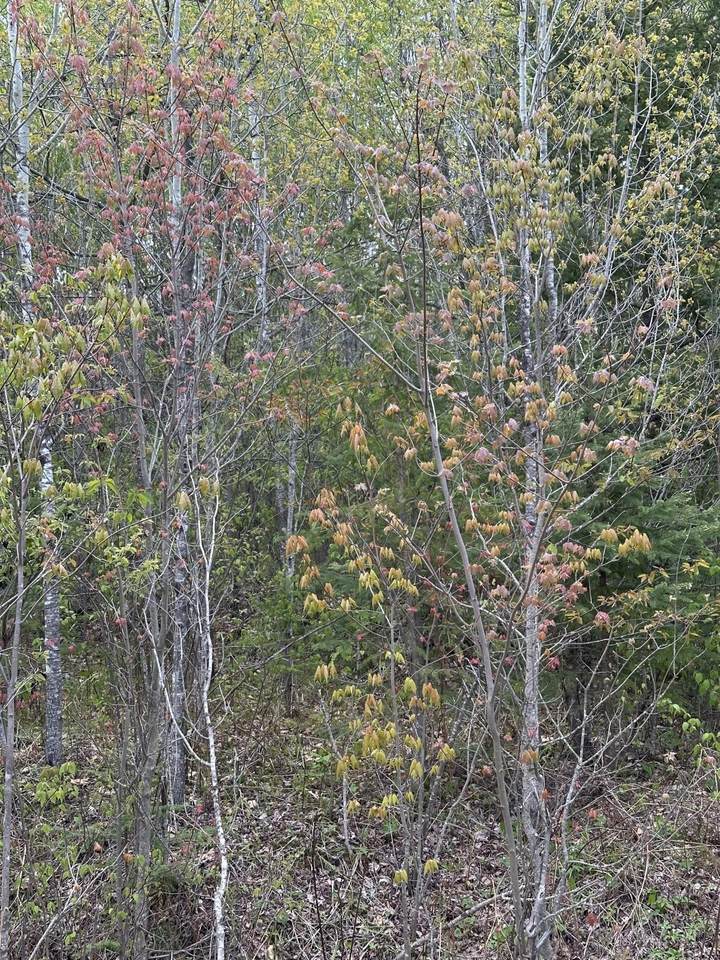 NEAR Camp Nine Rd - Photo 1