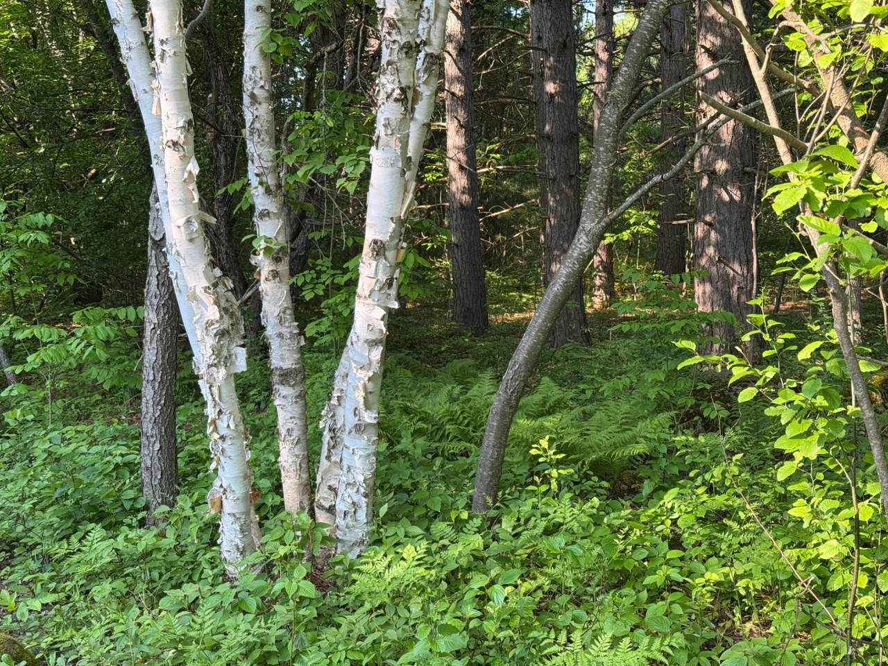 https://bt-photos.global.ssl.fastly.net/northwoods/1280_boomver_1_212456-2.jpg