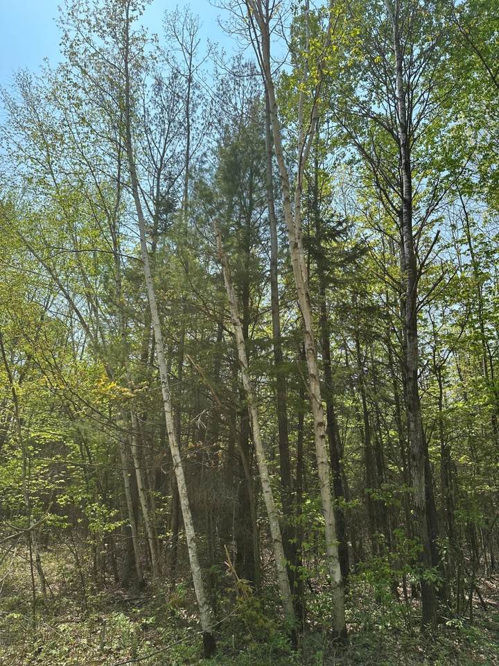ON Burrows Lake Rd - Photo 1