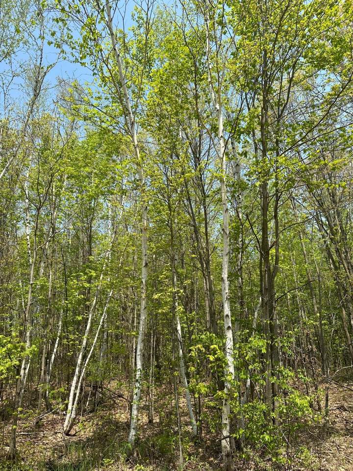 ON Burrows Lake Rd - Photo 1