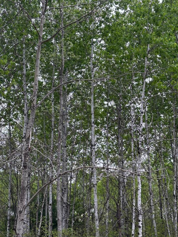 ON Kelly Fire Ln - Photo 1