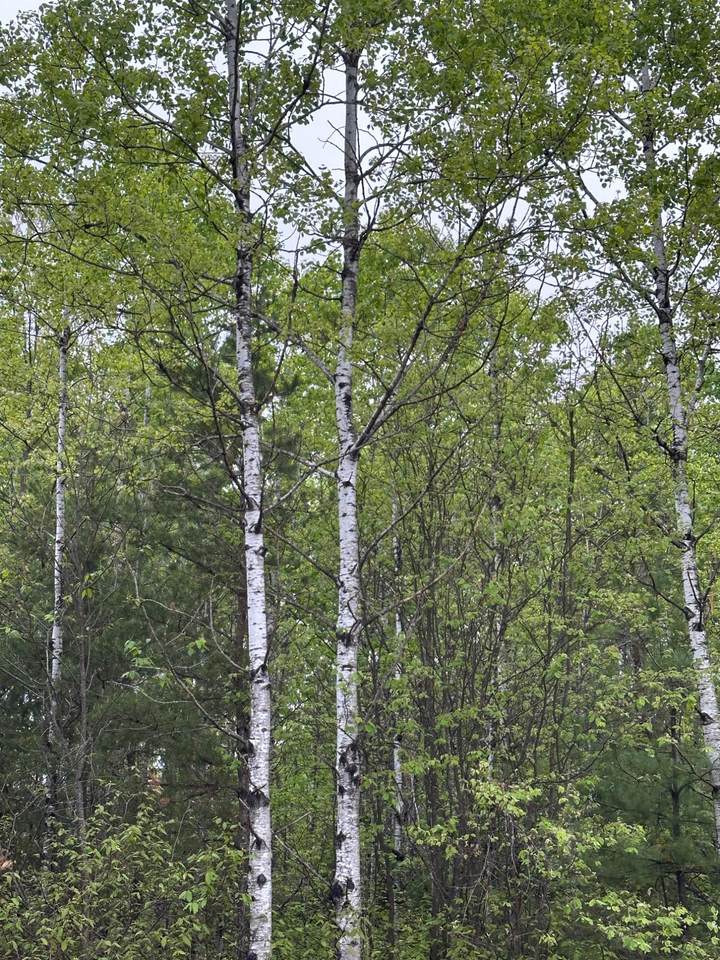 ON Kelly Dam Rd - Photo 1